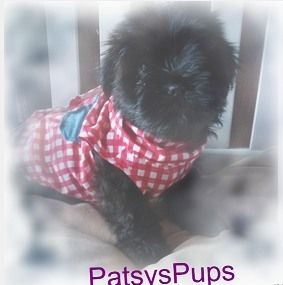 Male Black Shorkie in checkered outfit that was adopted Male Black Shorkie in checkered outfit that was adopted